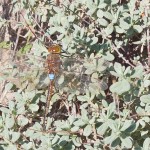 <i>Anax ephippiger</i>, male, near Kalogria (Greece) at 17.november.2009